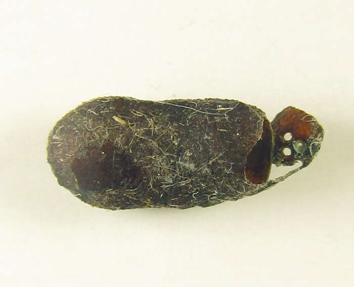 <i>Euura viduatina</i>的圖片