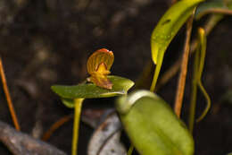 Image of Pleurothallis quitu-cara