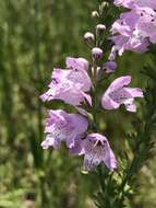 Image of Slender False Dragonhead