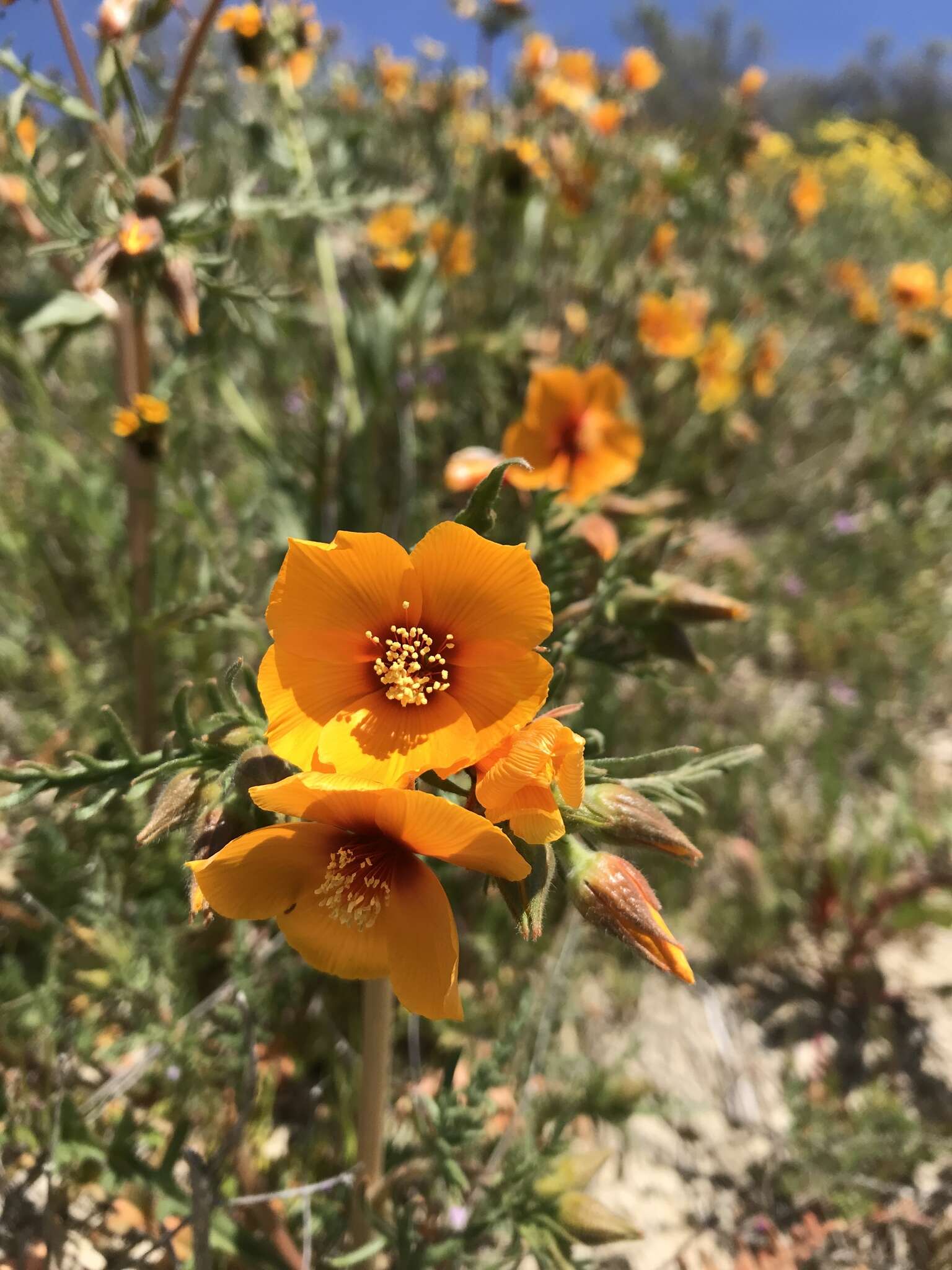 Image of San Joaquin blazingstar