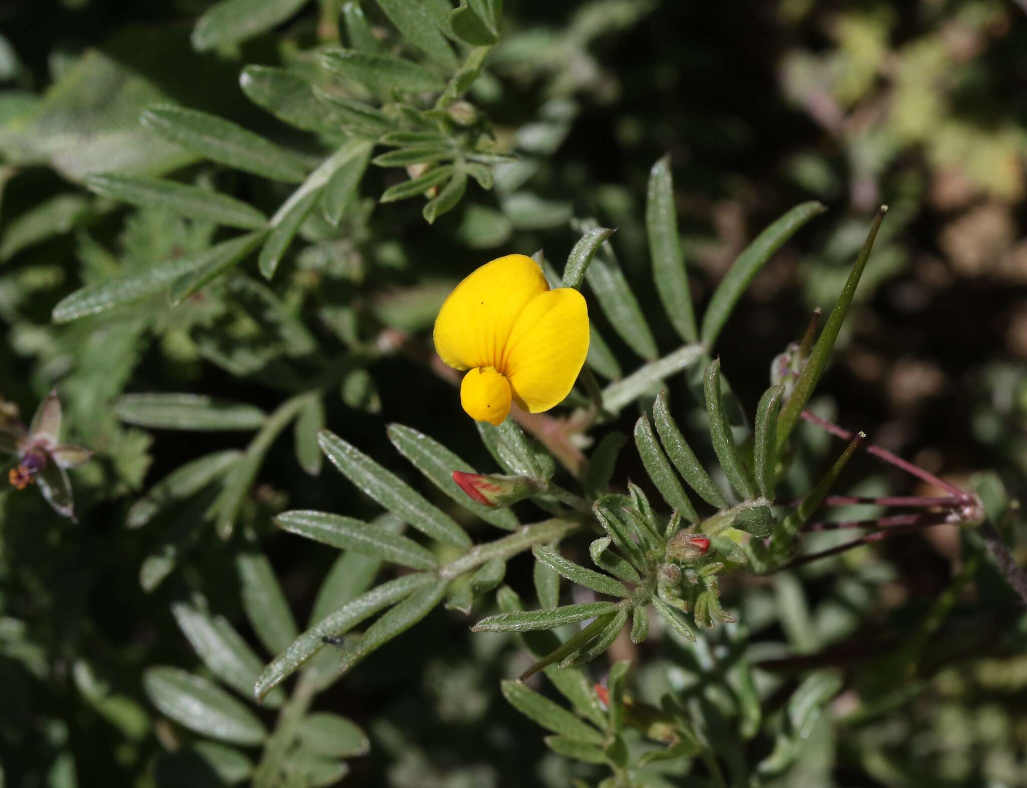 Image of strigose bird's-foot trefoil