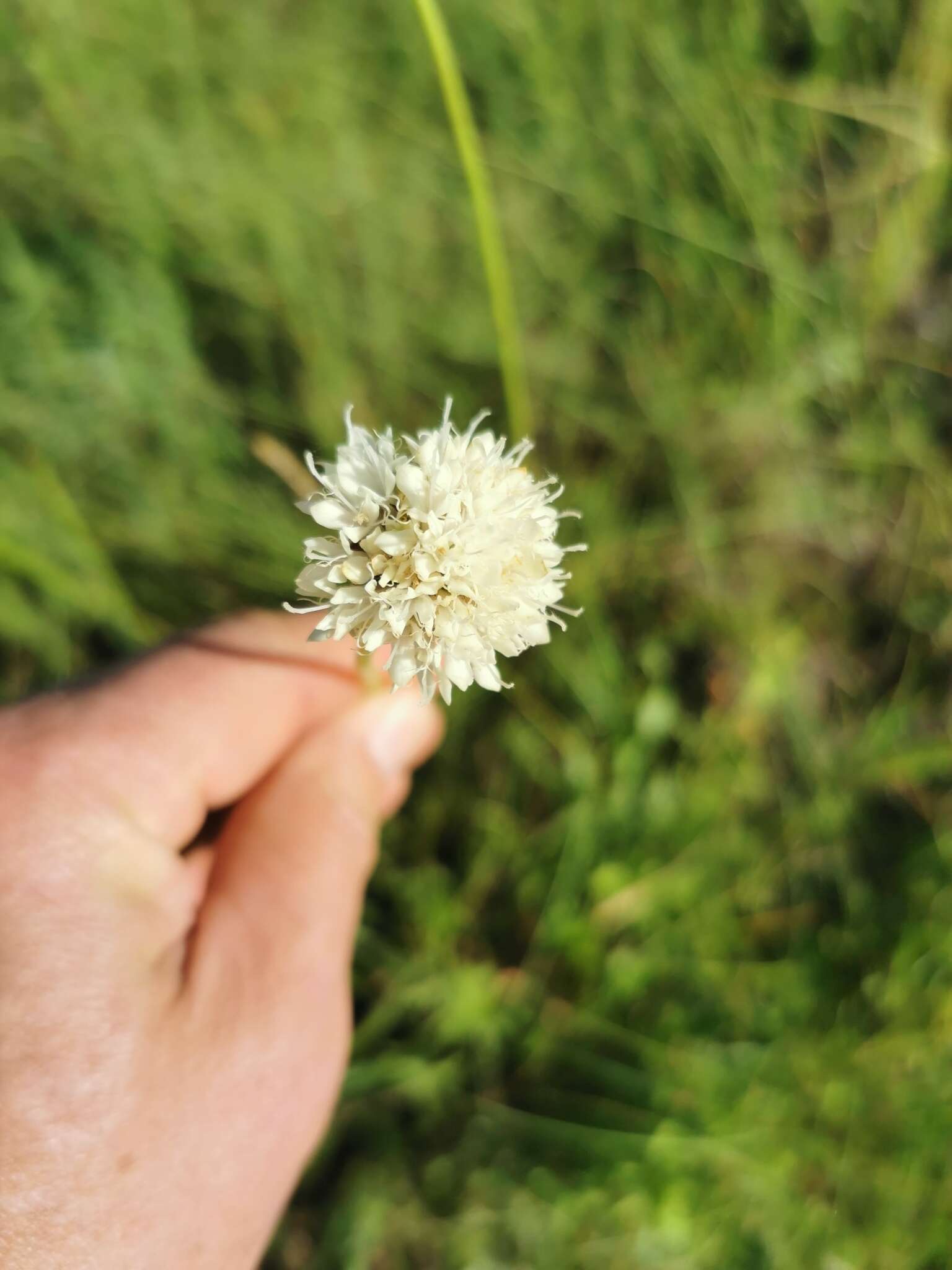 Image of Mock scabious