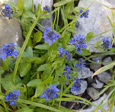 Plancia ëd Veronica alpina L.