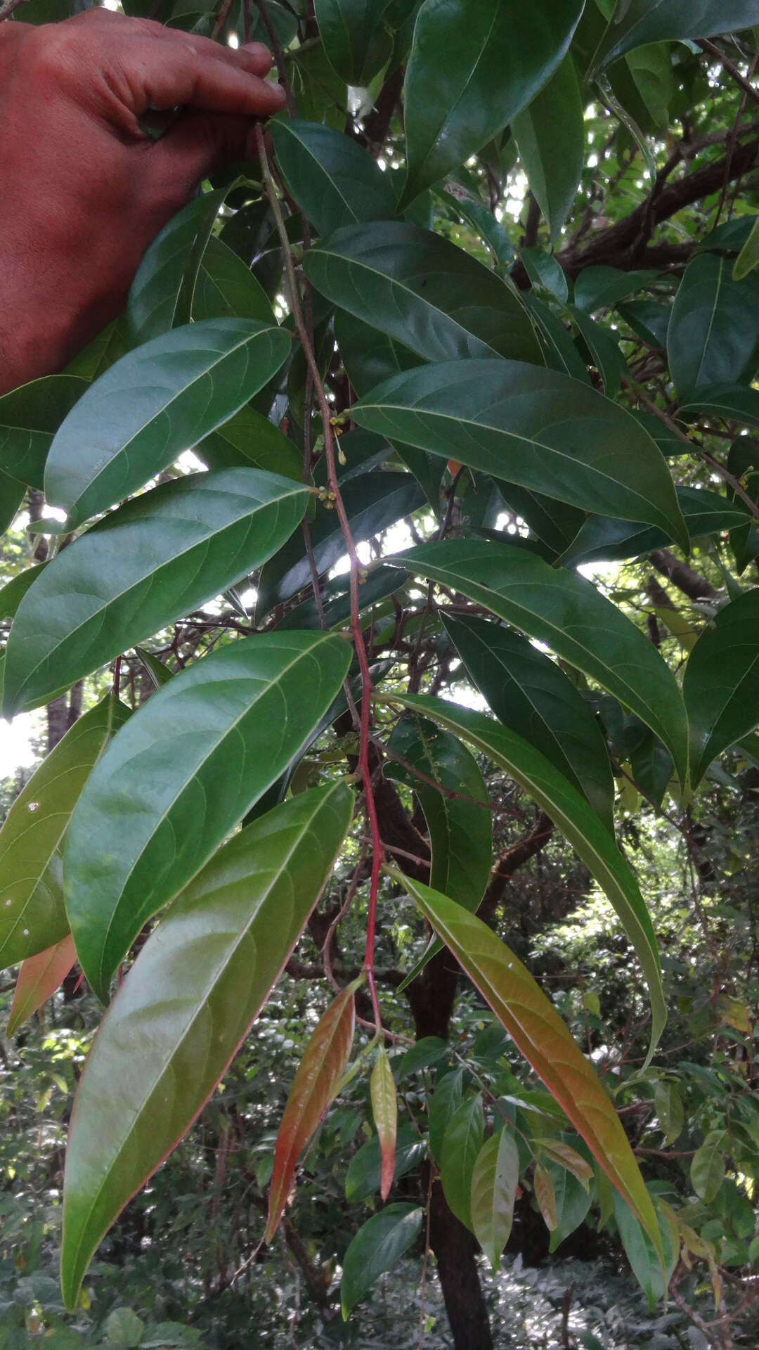 Image of Phyllanthus assamicus Müll. Arg.