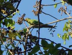 Image of Hispaniolan Conure