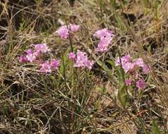 Image of plains onion