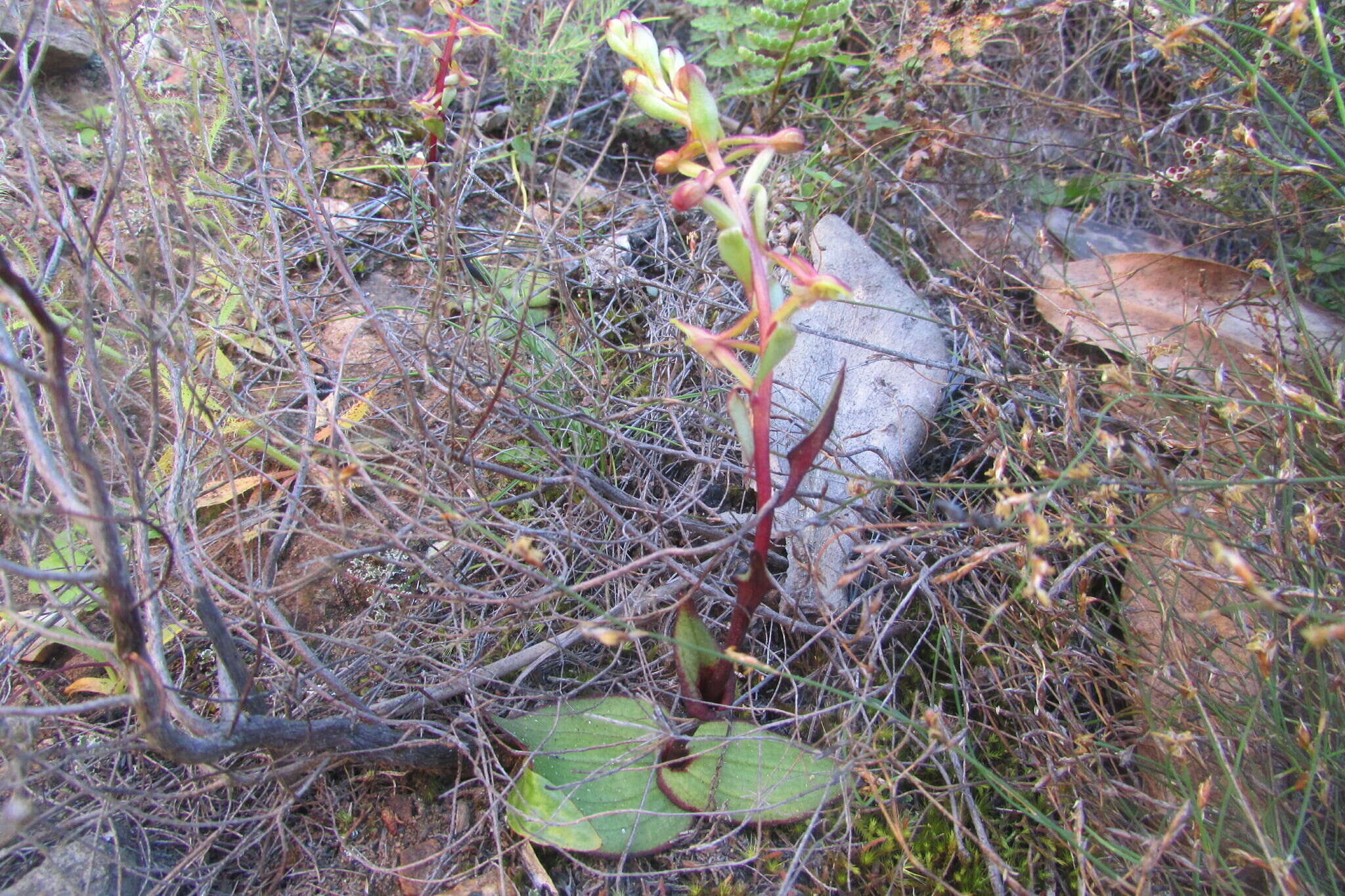 Satyrium pygmaeum Sond. resmi