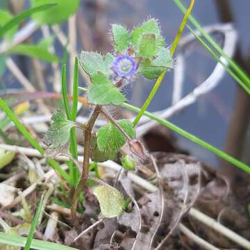 صورة Veronica hederifolia subsp. hederifolia