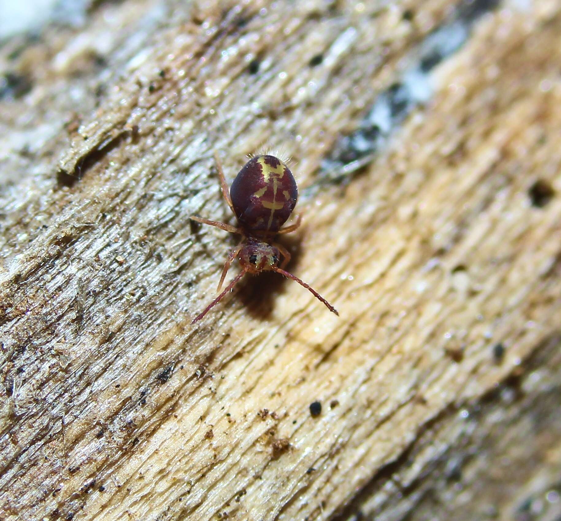 Image of Dicyrtomina minuta (Fabricius O 1783)