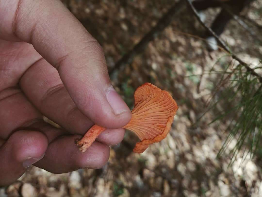 Image de Cantharellus coccolobae Buyck, P. A. Moreau & Courtec. 2016