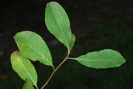 Imagem de Exochorda racemosa (Lindl.) Rehd.