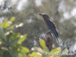 Image of Indochinese Roller