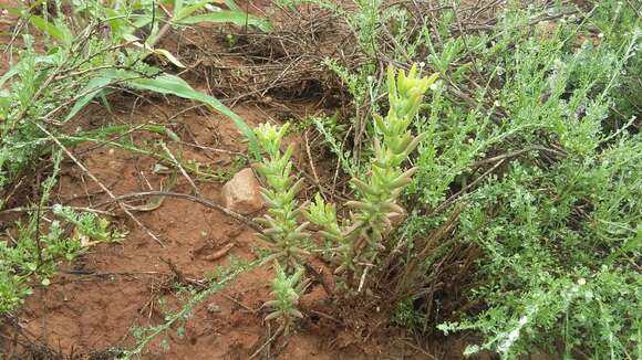 Image of Delosperma testaceum (Haw.) Schwant.