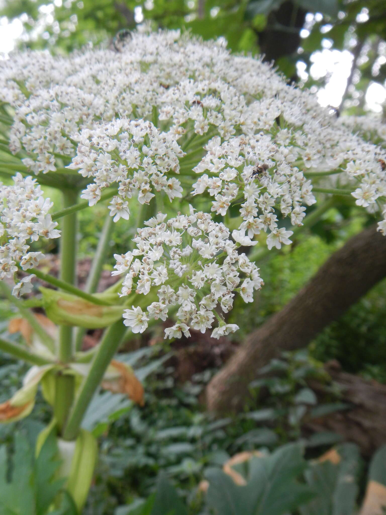 Image of Mantegazzi's Cow-Parsnip