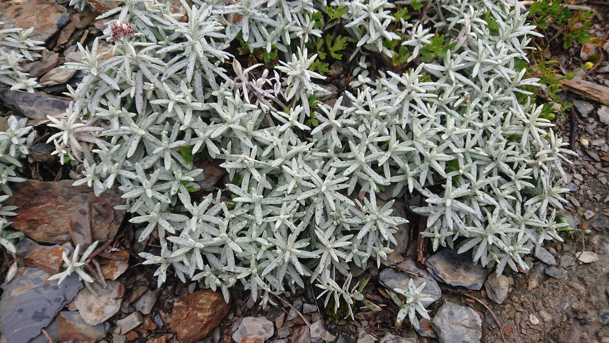 Image of Mount Yushan Pearly Everlasting