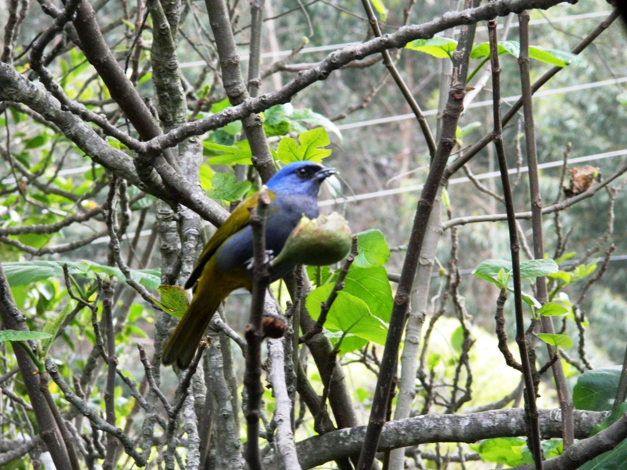 Image de Sporathraupis cyanocephala (d'Orbigny & Lafresnaye 1837)