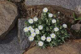 Image of Delosperma pottsii (L. Bol.) L. Bol.