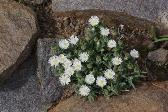 Image of Delosperma pottsii (L. Bol.) L. Bol.