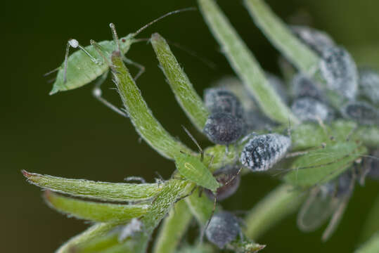 Image of pea aphid