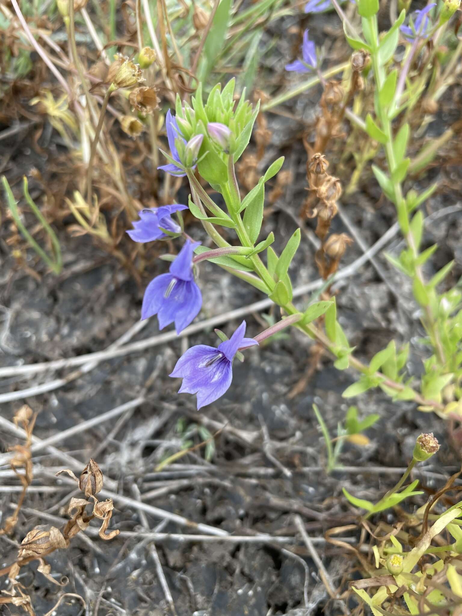 Image of elegant calicoflower