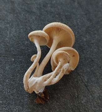 Image de Clitocybe americana H. E. Bigelow 1976