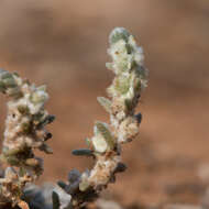 Image of Maireana sclerolaenoides (F. Müll.) P. G. Wilson