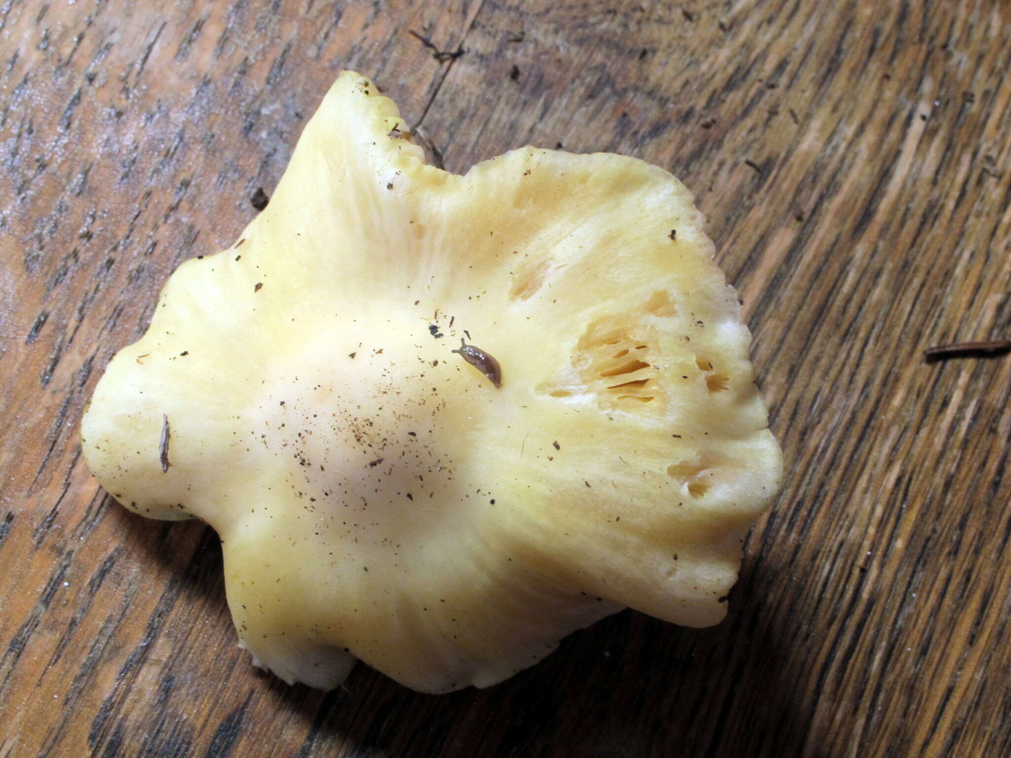 Image of Entoloma luridum Hesler 1967