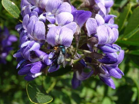 Image of Osmia ribifloris Cockerell 1900