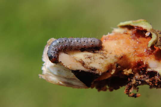 Image of Mahogany Shoot-borer