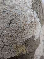 Image of Lecanora subpallens