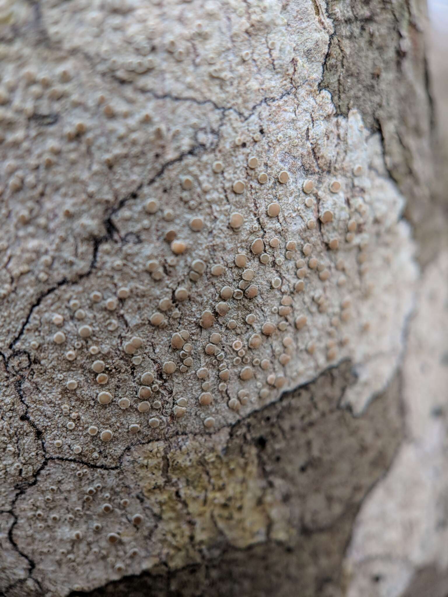 Image of Lecanora subpallens