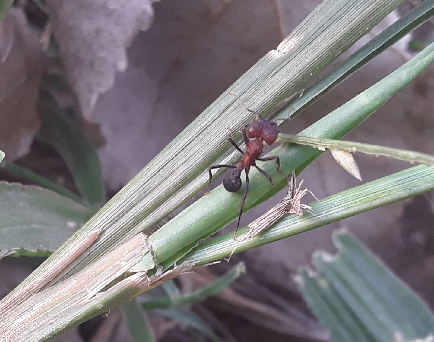 Image of Acromyrmex heyeri (Forel 1899)