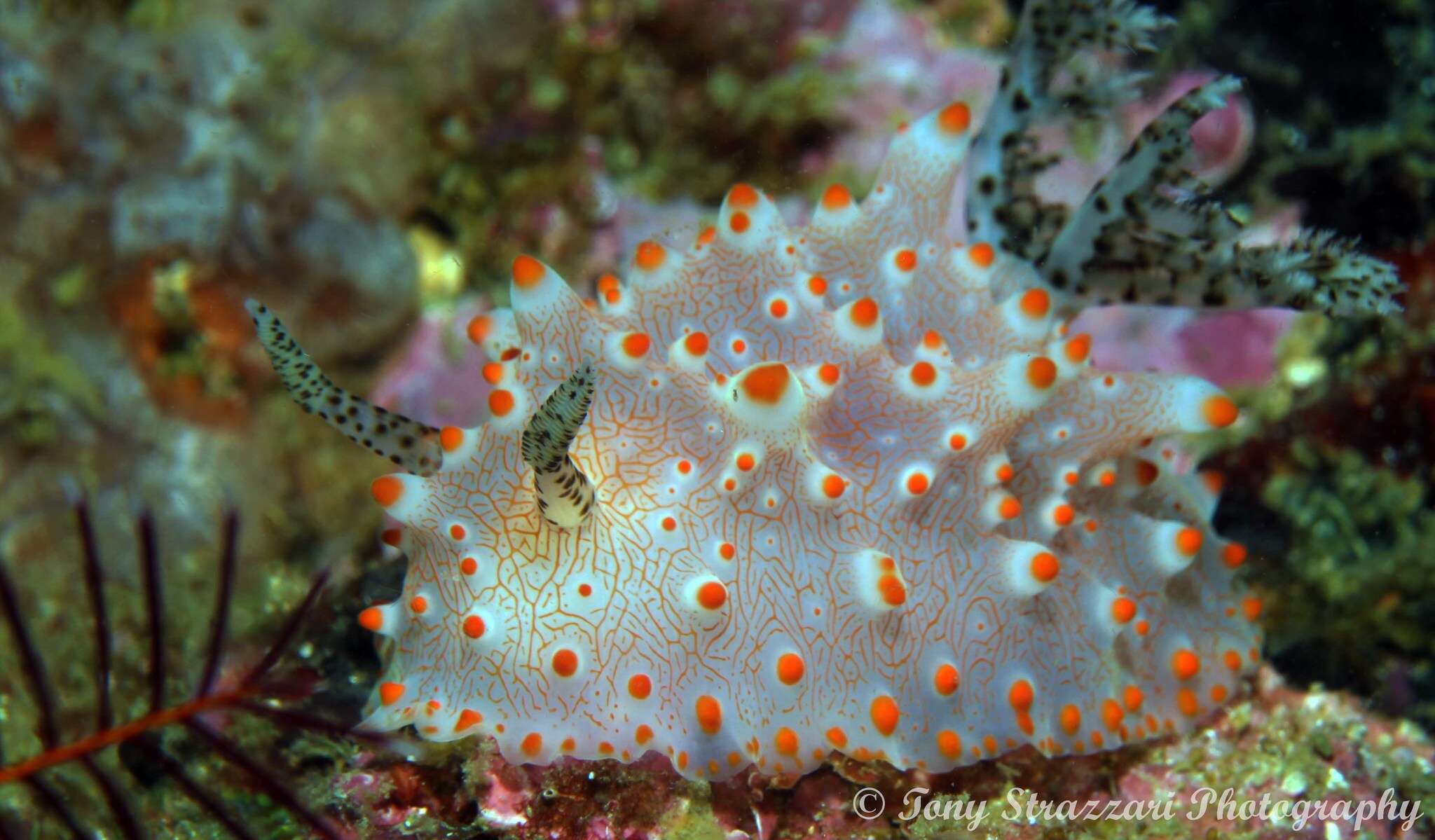 Image of Orange spot white lumpy slug