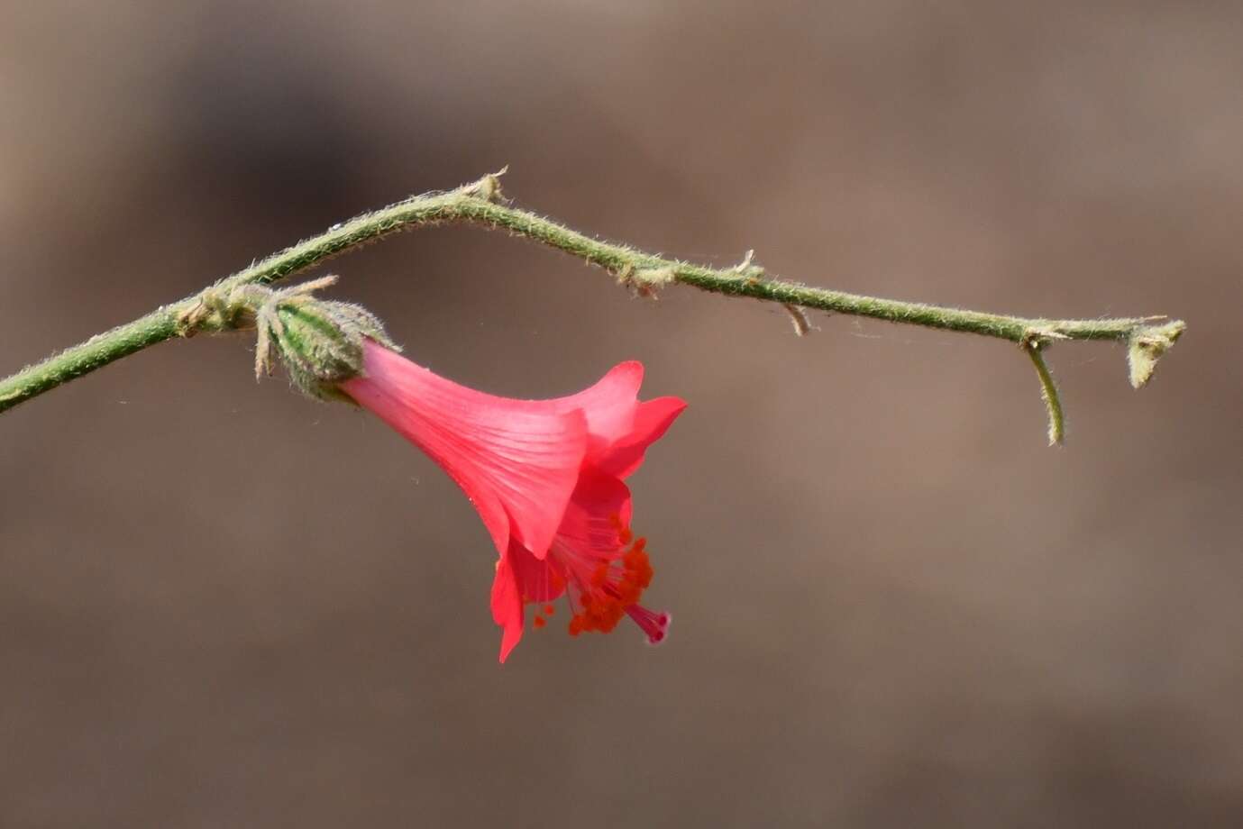 Image of Poeppig's rosemallow