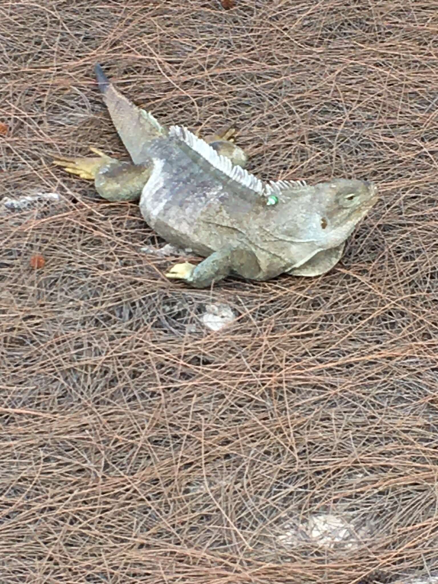 Image of Bahamas Rock Iguana