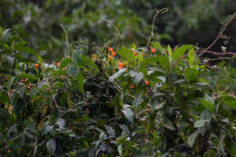 Image of Tropaeolum smithii DC.