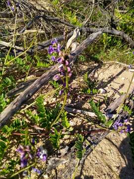 Image of Swainsona lessertiifolia DC.