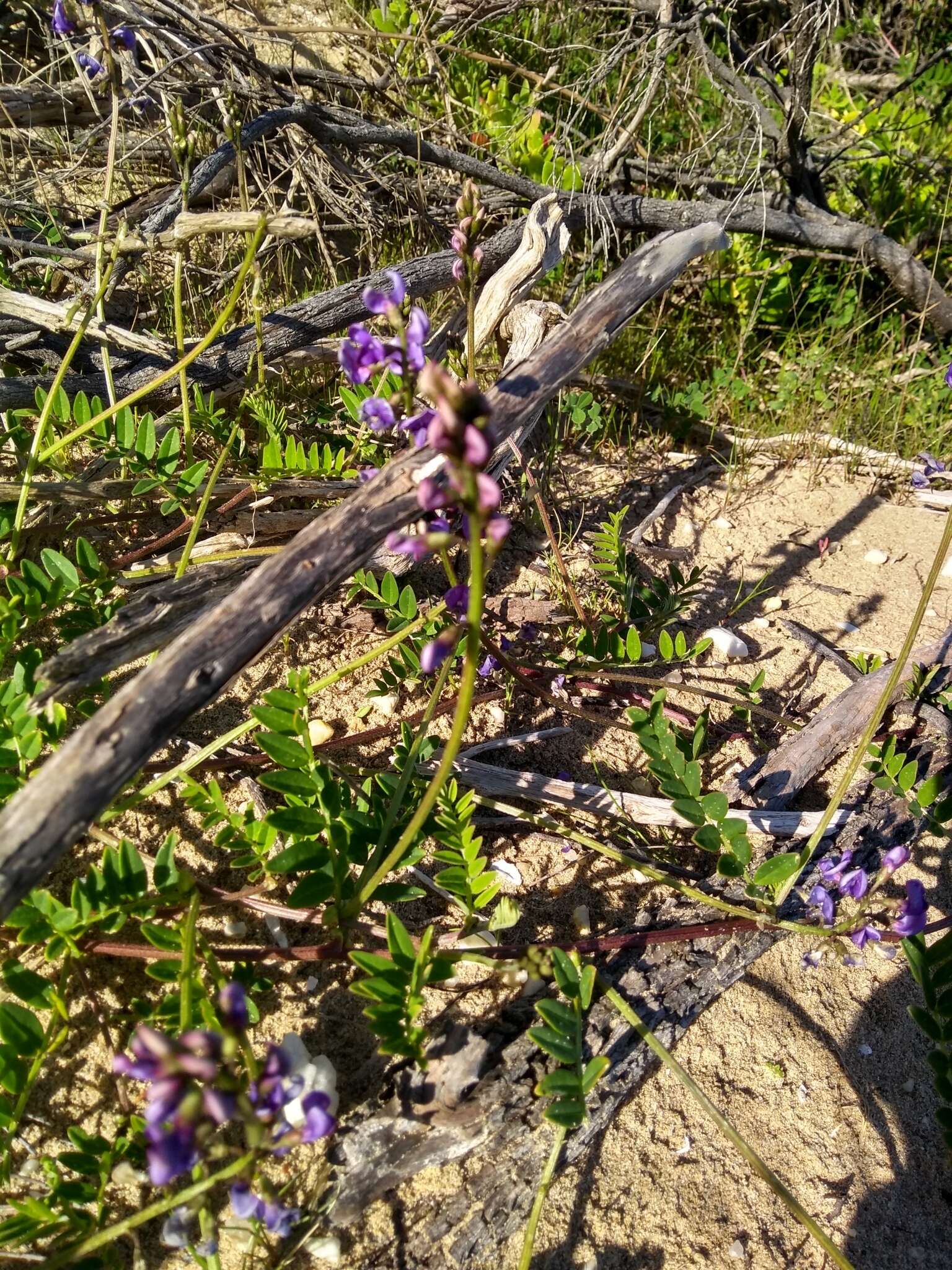 صورة Swainsona lessertiifolia DC.