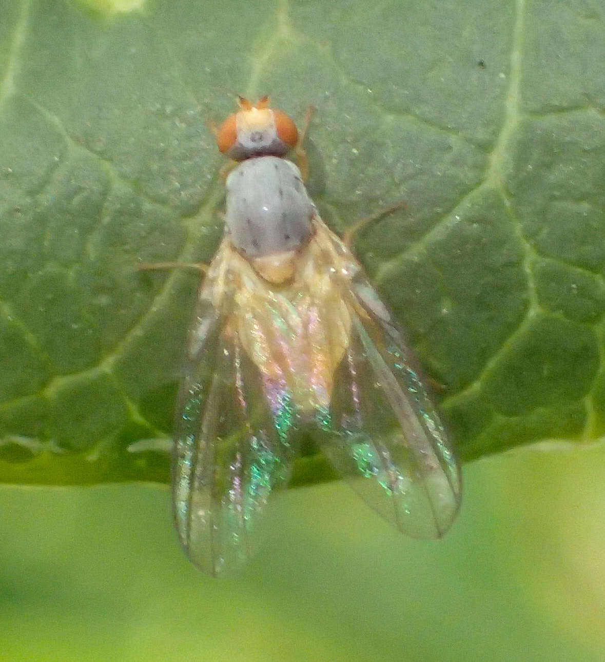 Image of Palloptera claripennis Malloch 1924