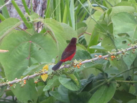 Image of Black-bellied Tanager