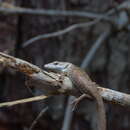 Image of Abronia morenica Clause, Luna-Reyes & Nieto-Montes De Oca 2020