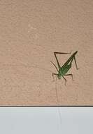 Image of Elegant Bush Katydid