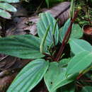 Image of Peperomia ecuadorensis C. DC.