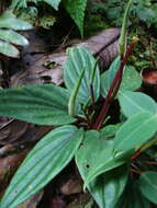 صورة Peperomia ecuadorensis C. DC.