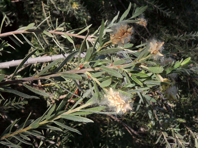 صورة Salix taxifolia Kunth