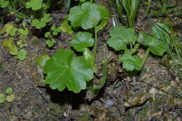 Image of Tetilla hydrocotylifolia DC.