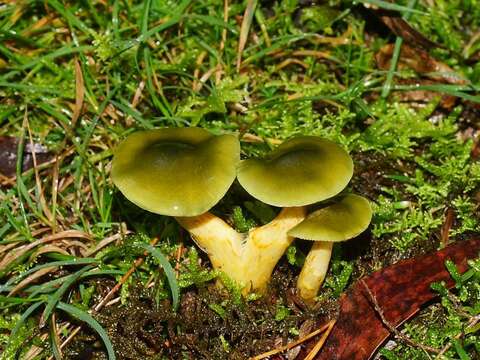 Image of Cortinarius austrovenetus Cleland 1928