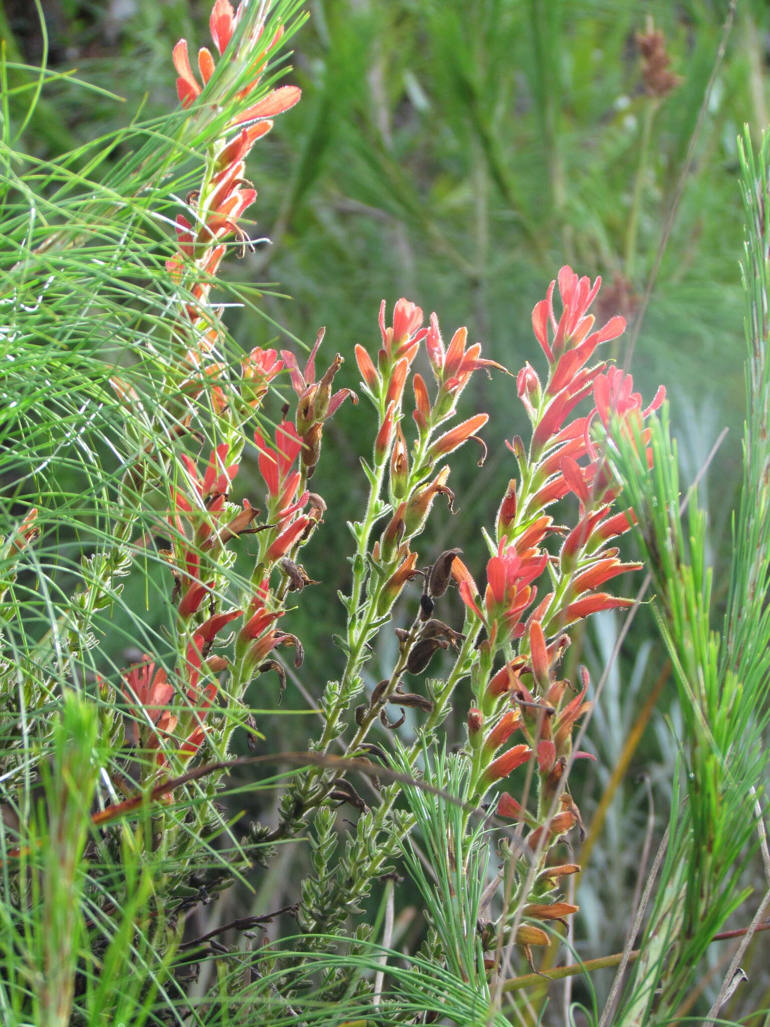 Слика од Castilleja integrifolia L. fil.