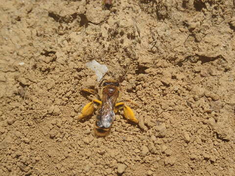 Image of tawny Nesocolletes