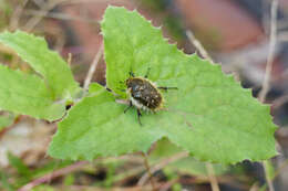 Image of Tropinota squalida (Scopoli 1763)